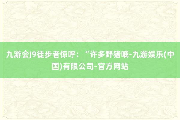 九游会J9徒步者惊呼：“许多野猪哦-九游娱乐(中国)有限公司-官方网站